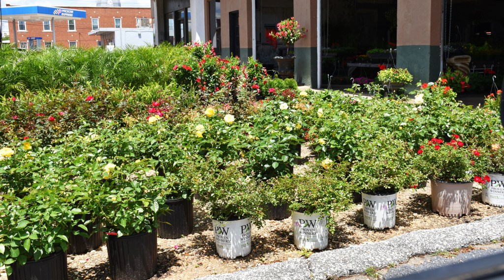 This image has an empty alt attribute; its file name is dsc_0754.jpg